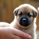 Prévention des peurs chez le chiot
